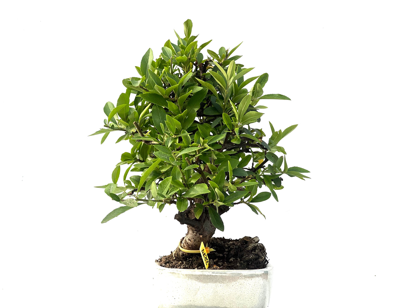 Pyracantha 2277