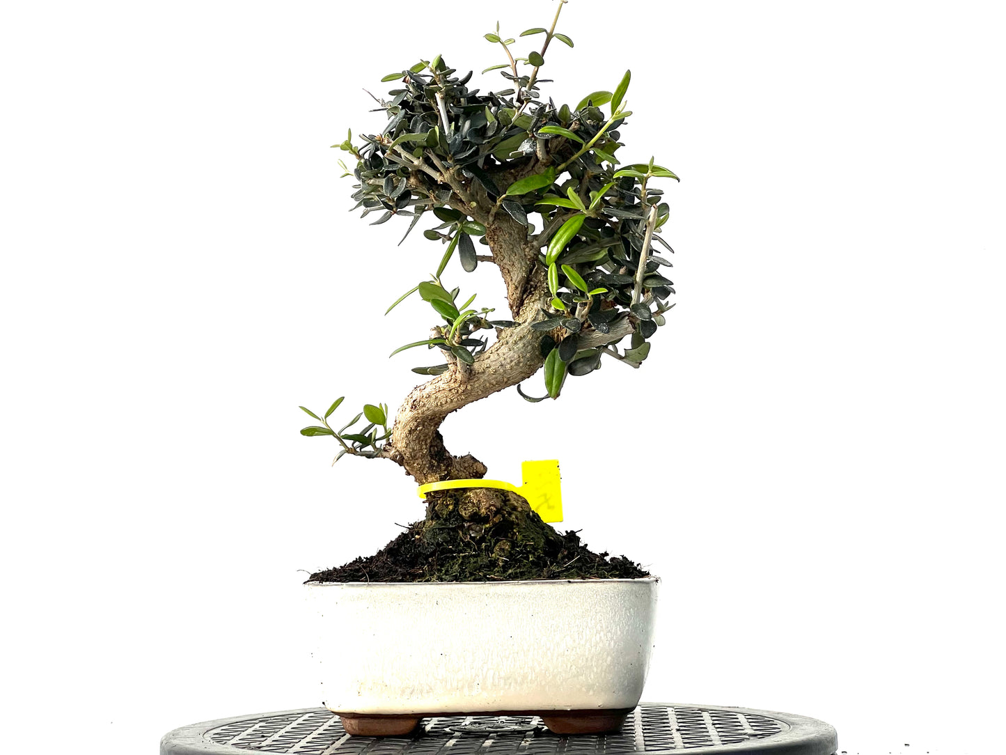 Olea Europaea Sylvestris 3927