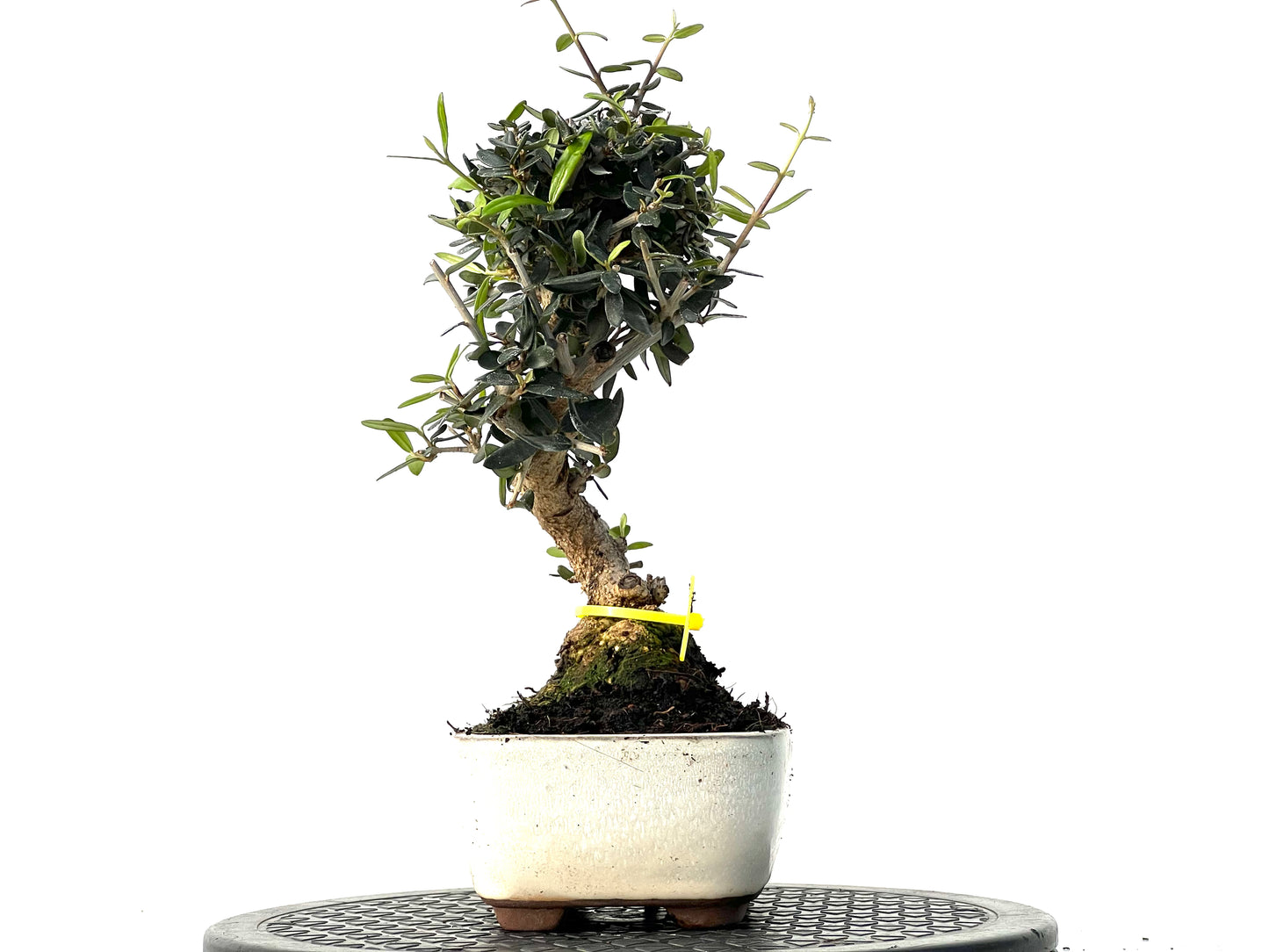 Olea Europaea Sylvestris 3927