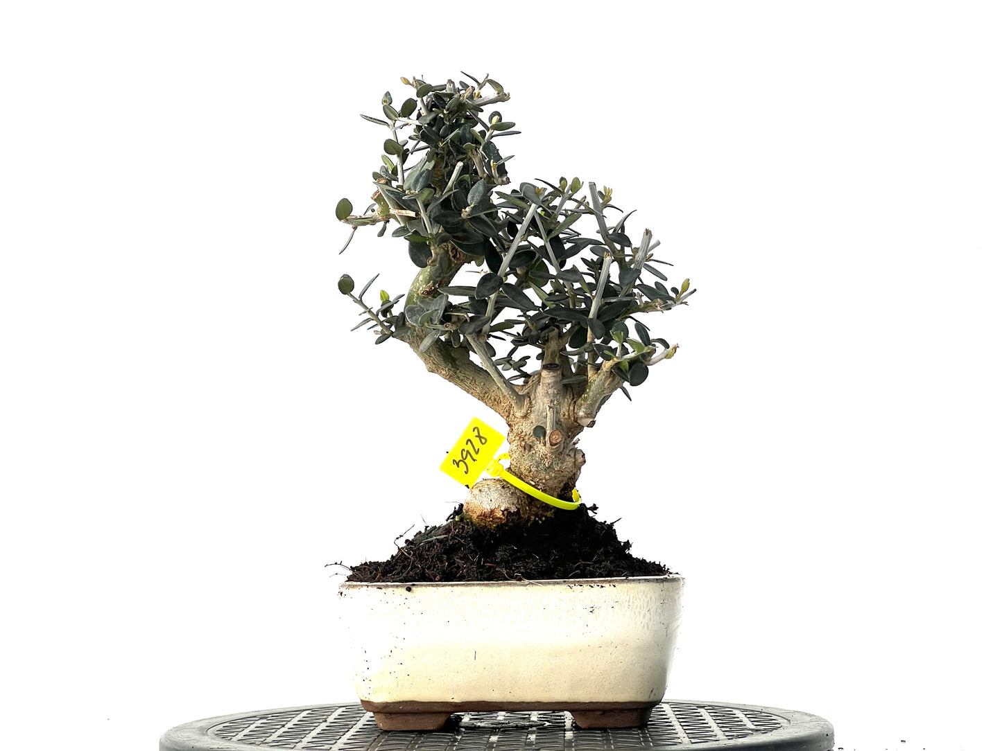 Olea Europaea Sylvestris 3928