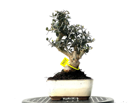 Olea Europaea Sylvestris 3928