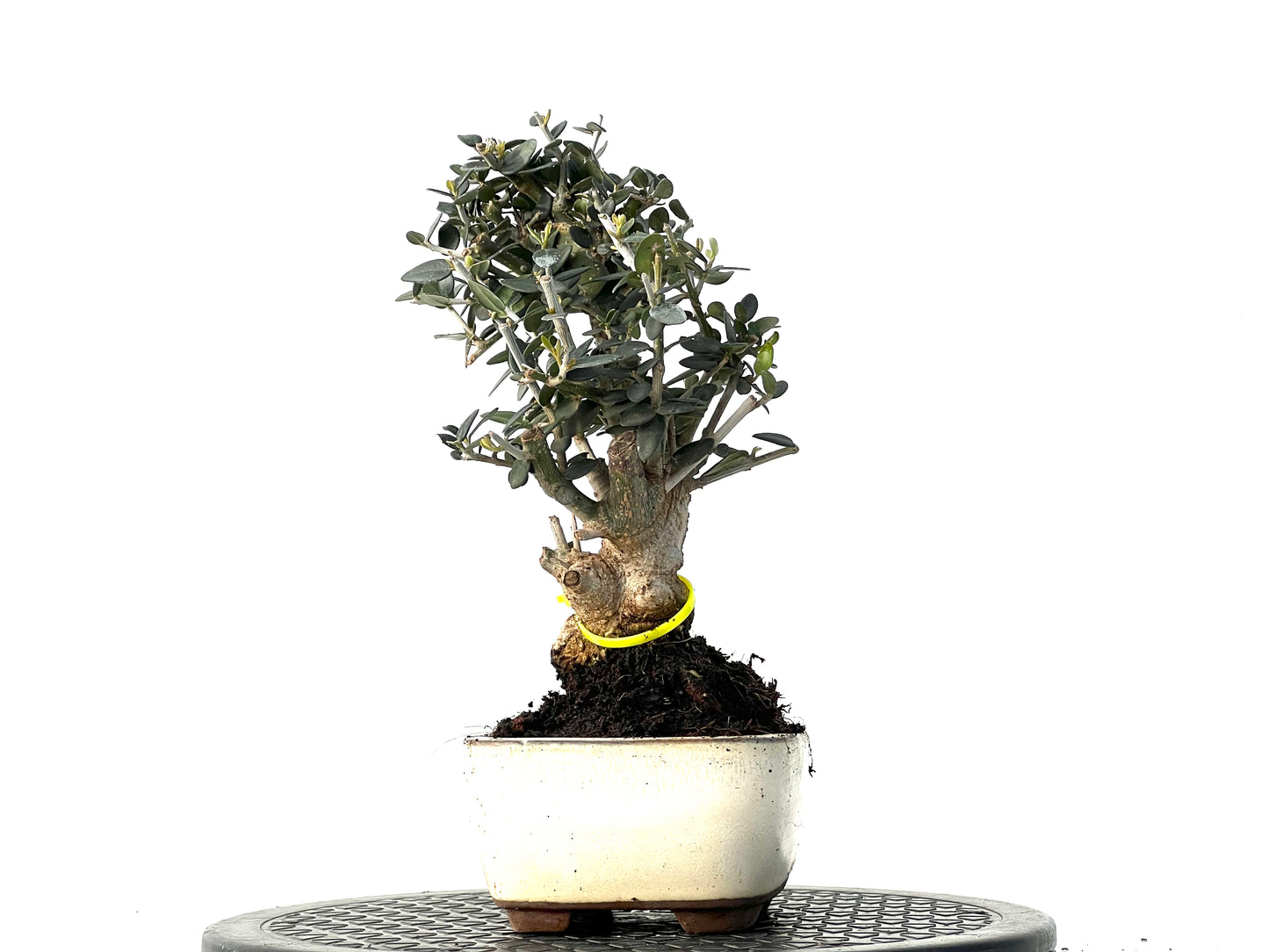 Olea Europaea Sylvestris 3928