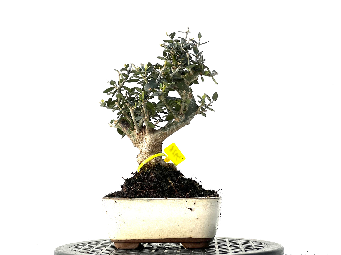 Olea Europaea Sylvestris 3928