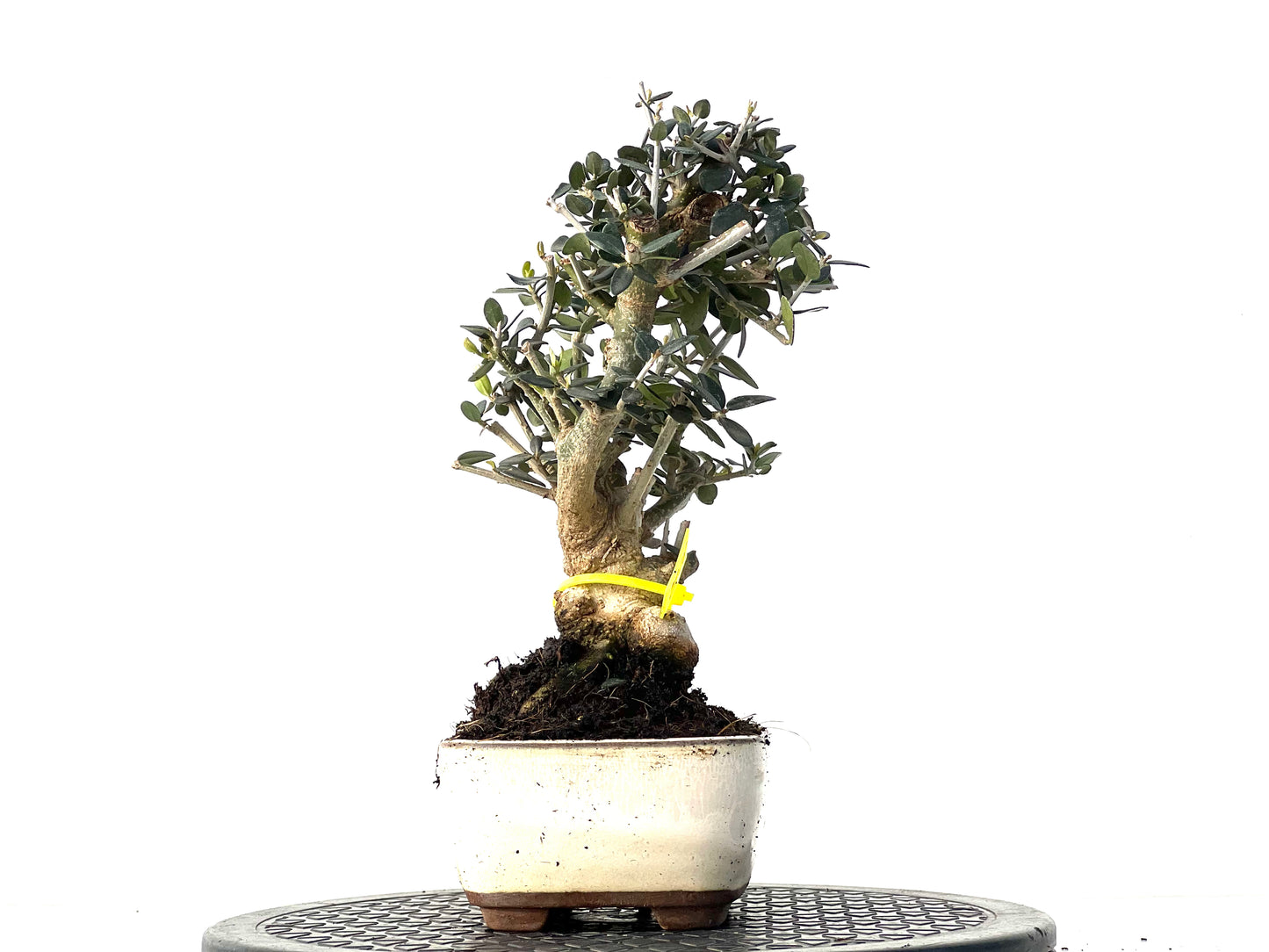 Olea Europaea Sylvestris 3928