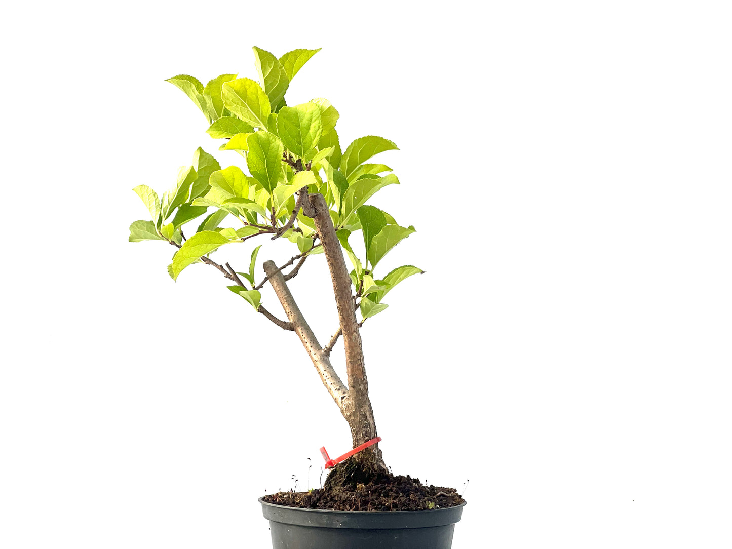 Celastrum Orbiculatus 2276