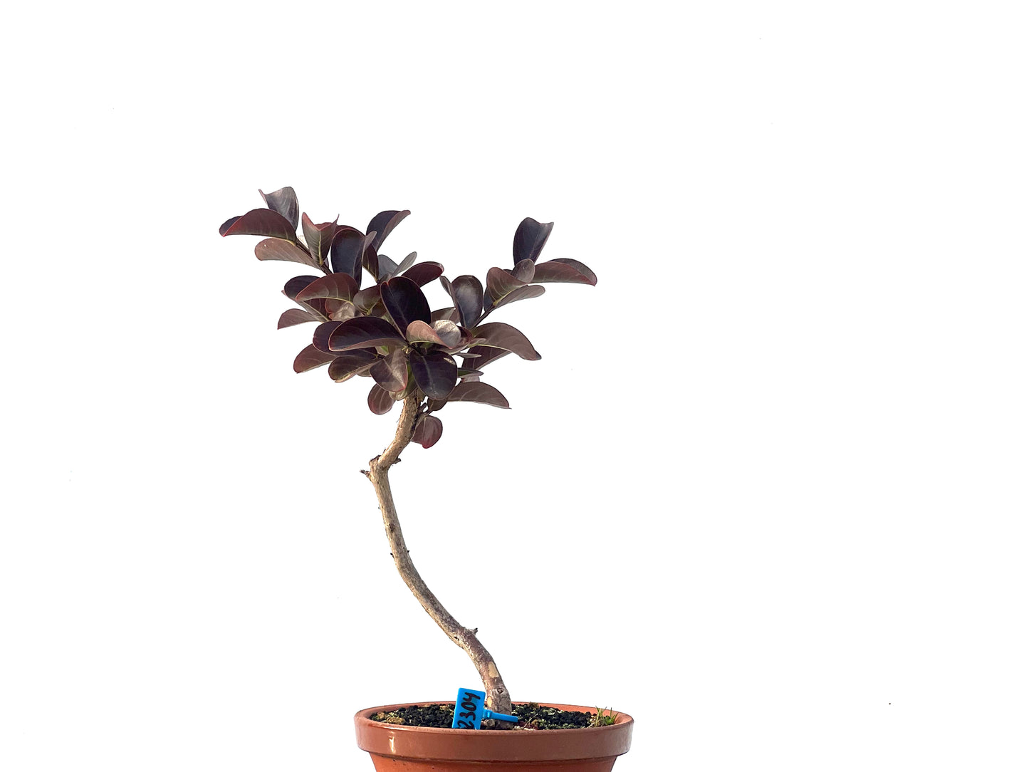 Lagerstroemia Indica 2304