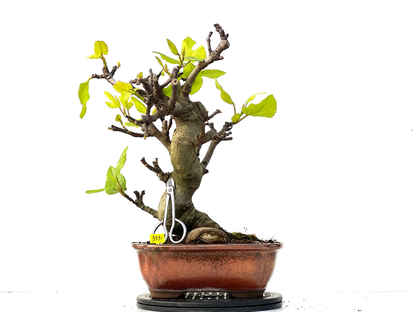 Ficus Carica 3931