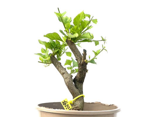 Premna Japonica 2297