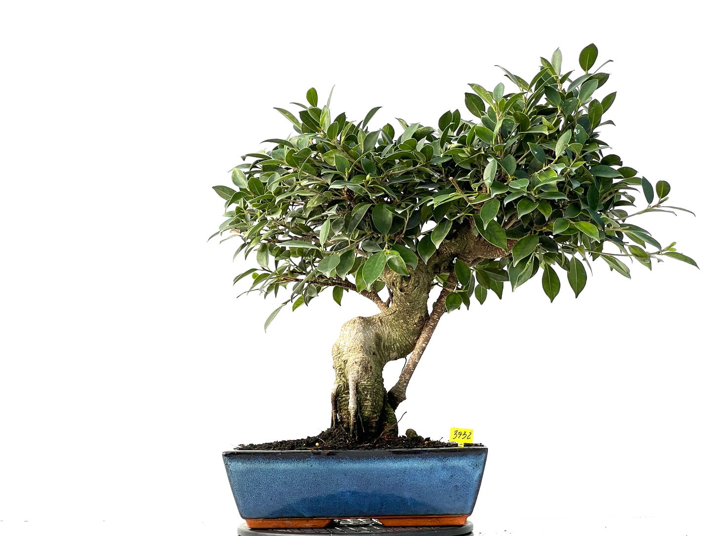Ficus Tiger Bark 3932