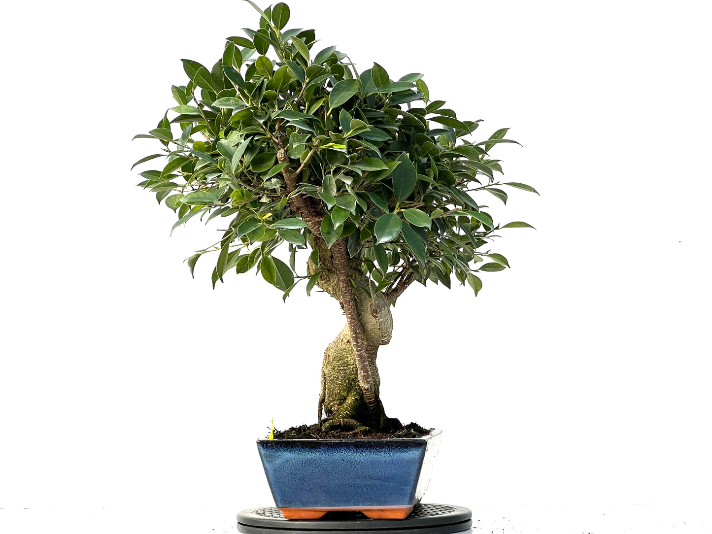 Ficus Tiger Bark 3932