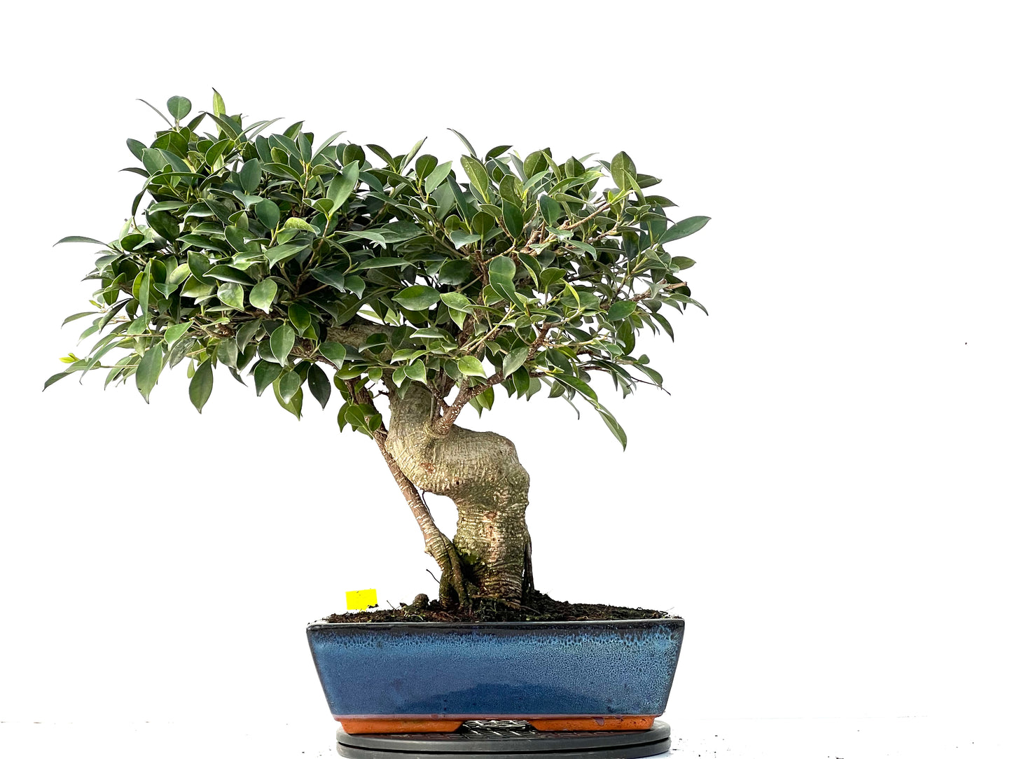 Ficus Tiger Bark 3932
