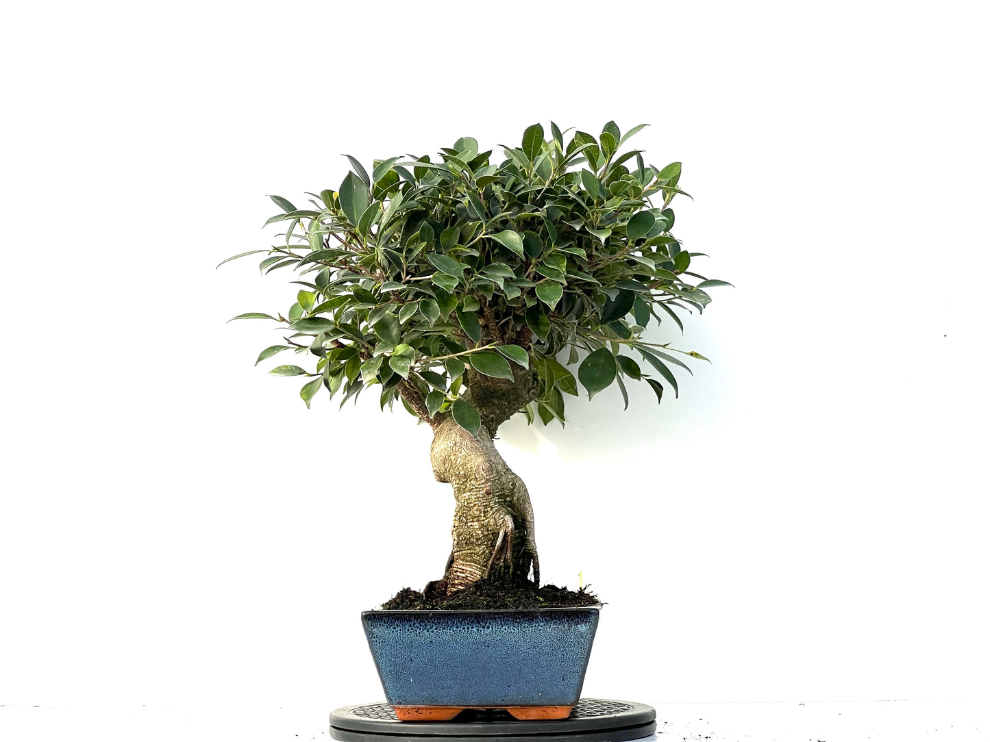 Ficus Tiger Bark 3932