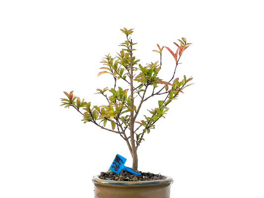 Punica Granatum Nana 2279