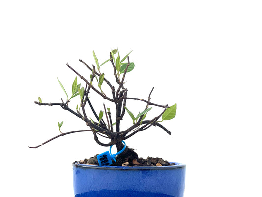 Trachelospermum Asiaticum 2286