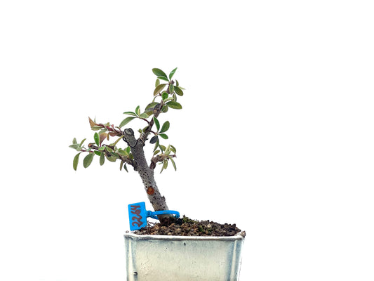 Cotoneaster Franchetii 2264