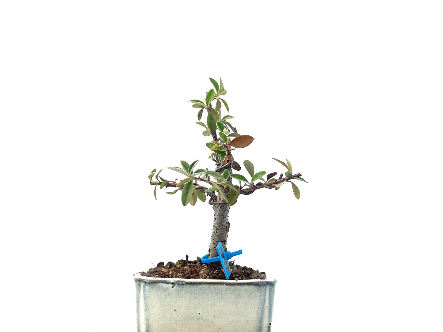 Cotoneaster Franchetii 2264