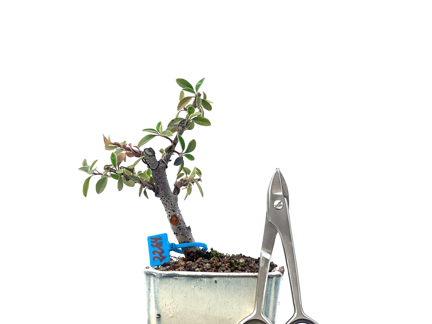 Cotoneaster Franchetii 2264