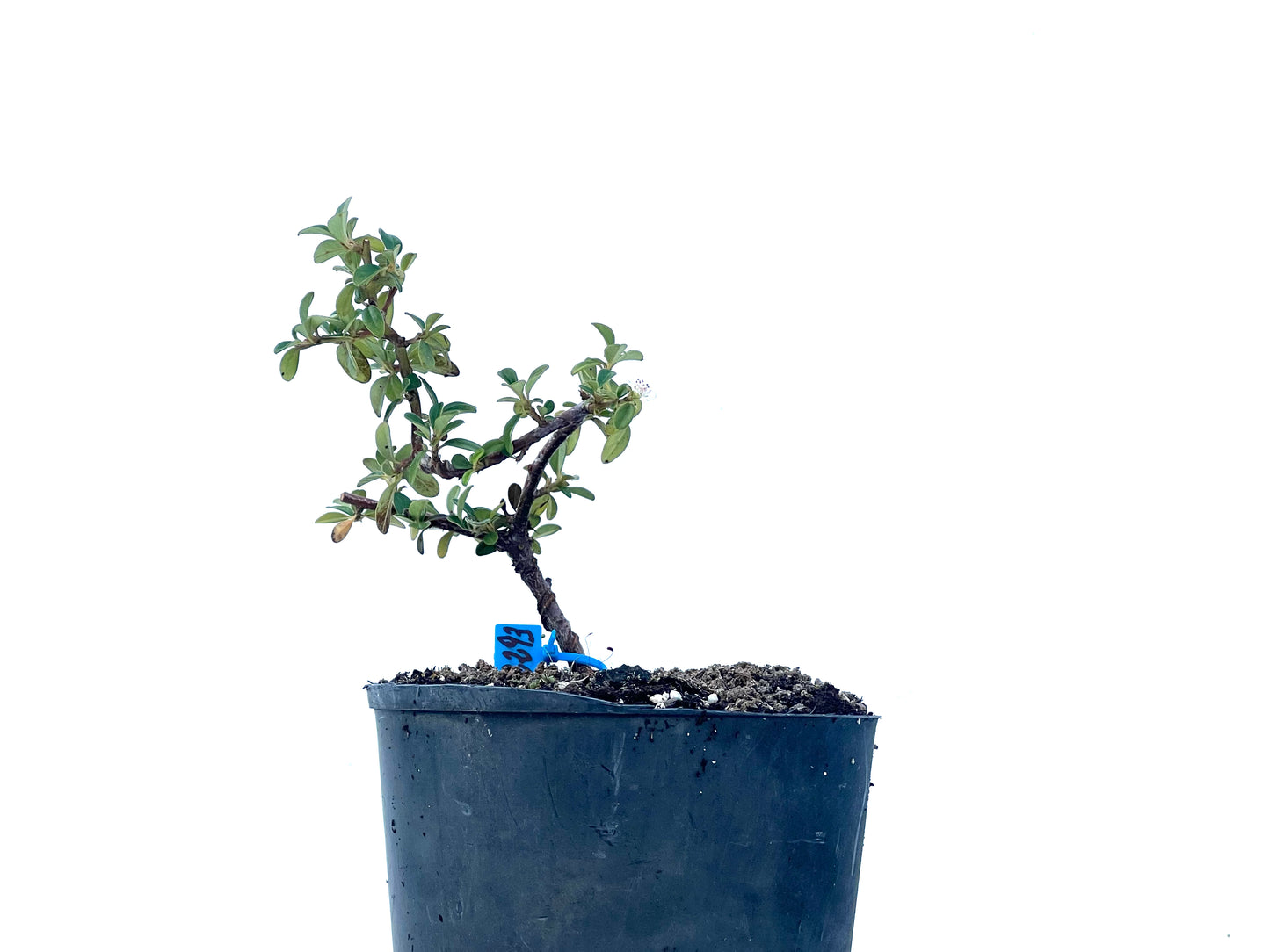 Cotoneaster Horizontalis 2293