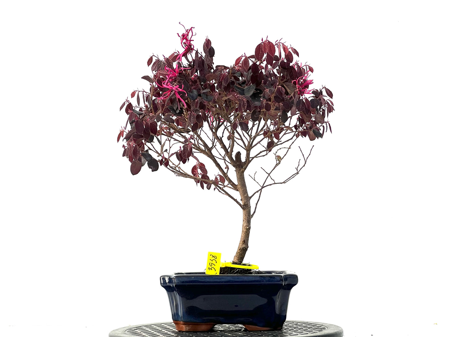 Loropetalum 3938
