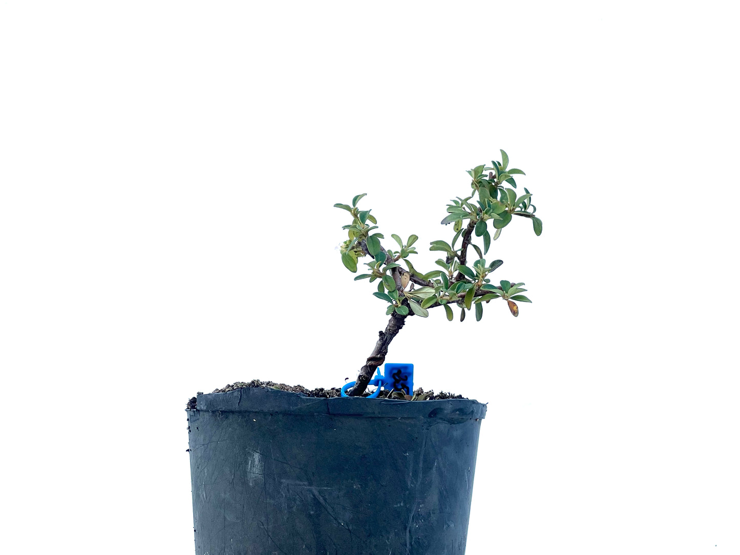 Cotoneaster Horizontalis 2293