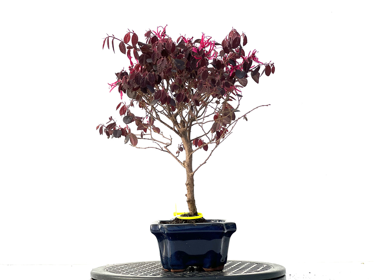 Loropetalum 3938