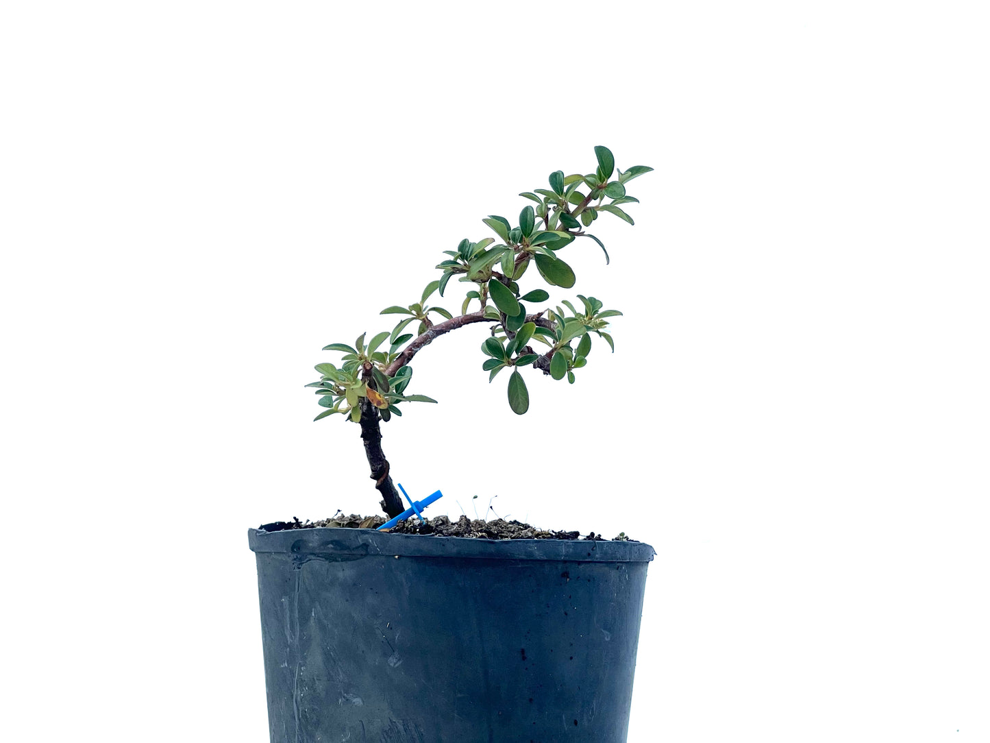 Cotoneaster Horizontalis 2293