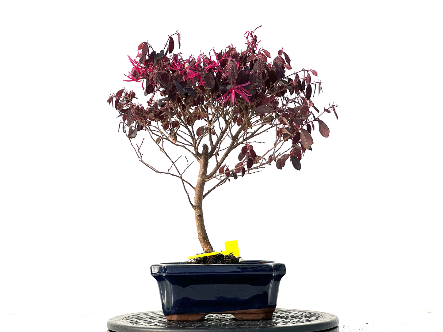 Loropetalum 3938