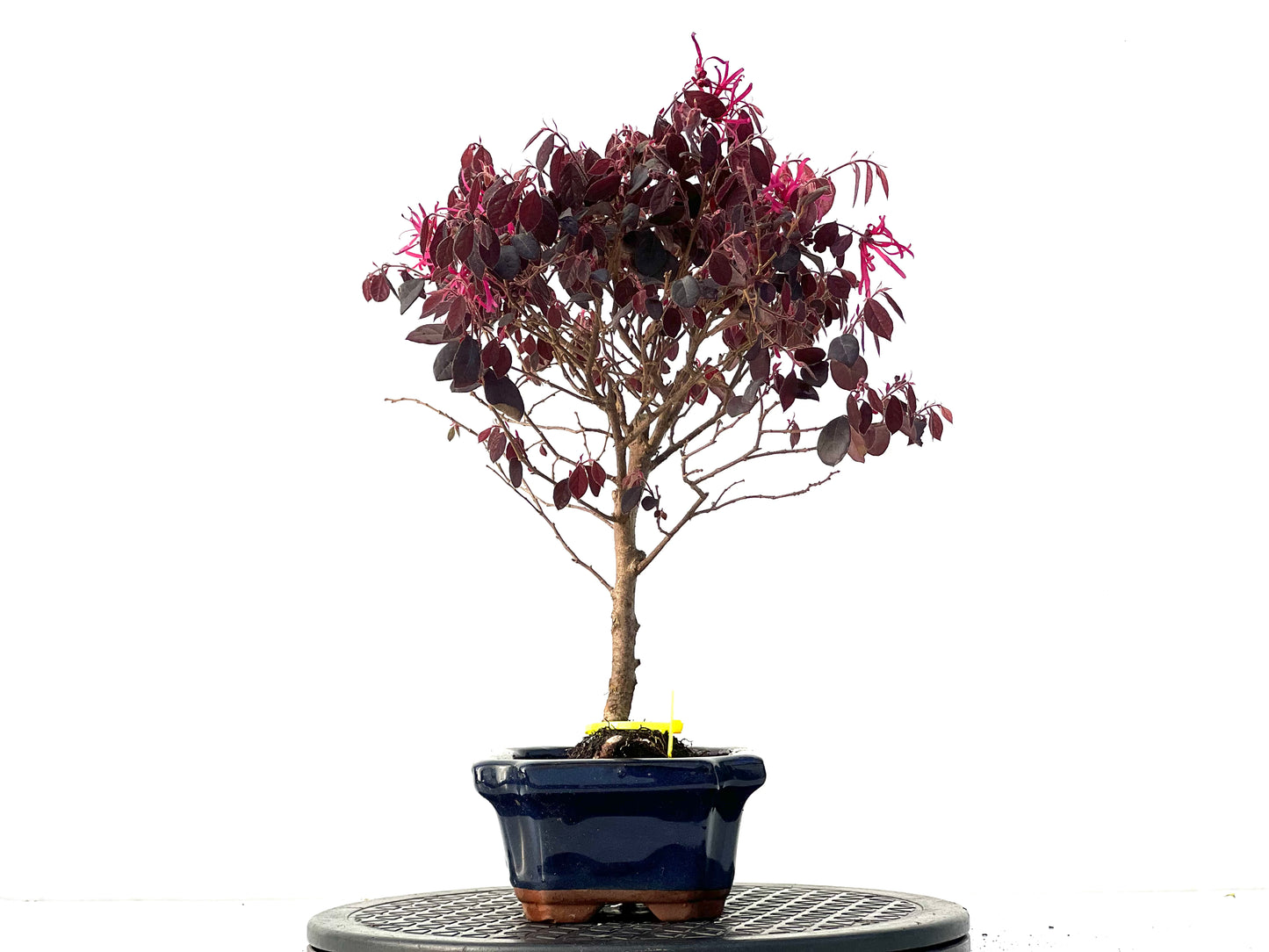 Loropetalum 3938