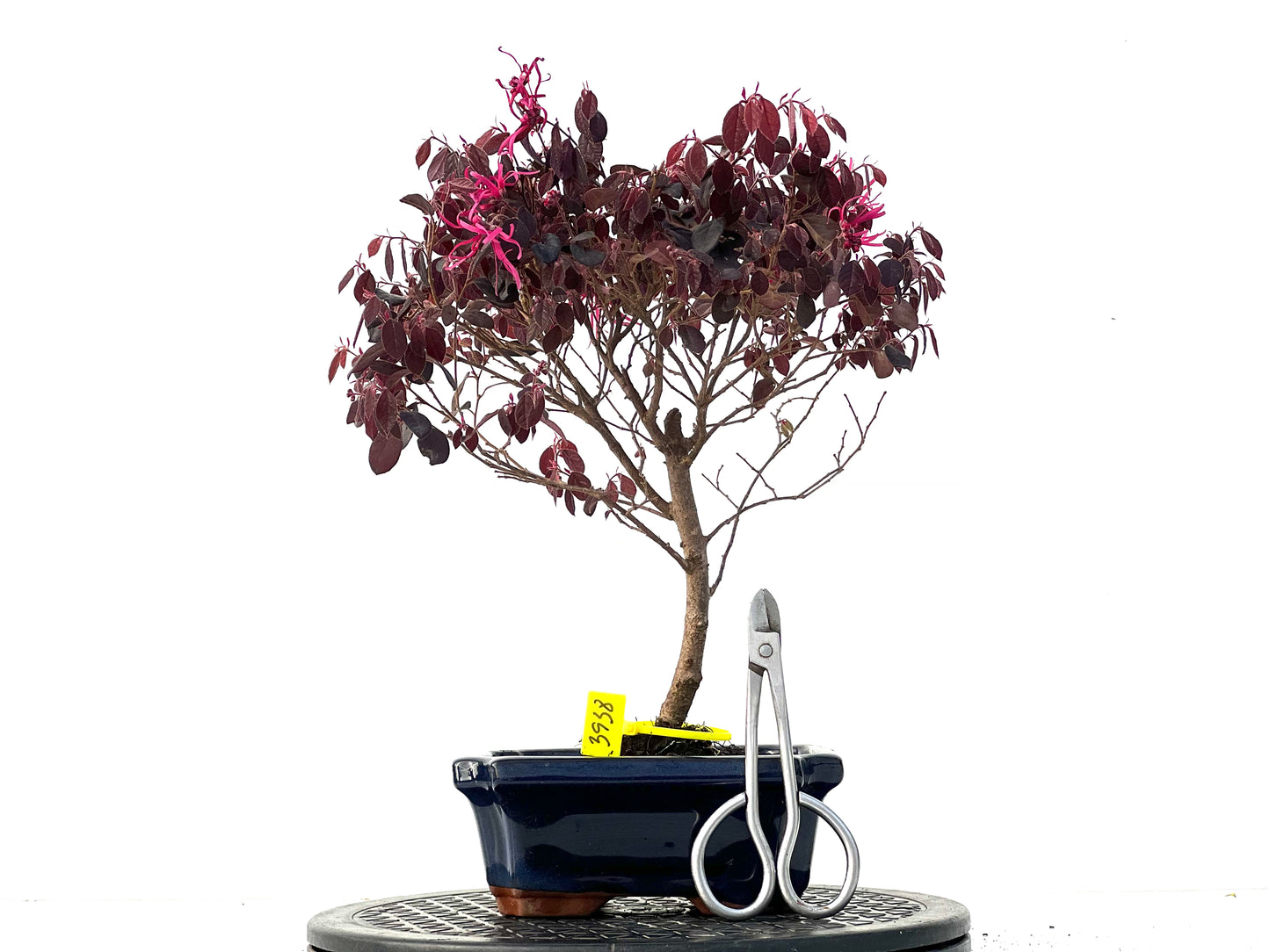 Loropetalum 3938