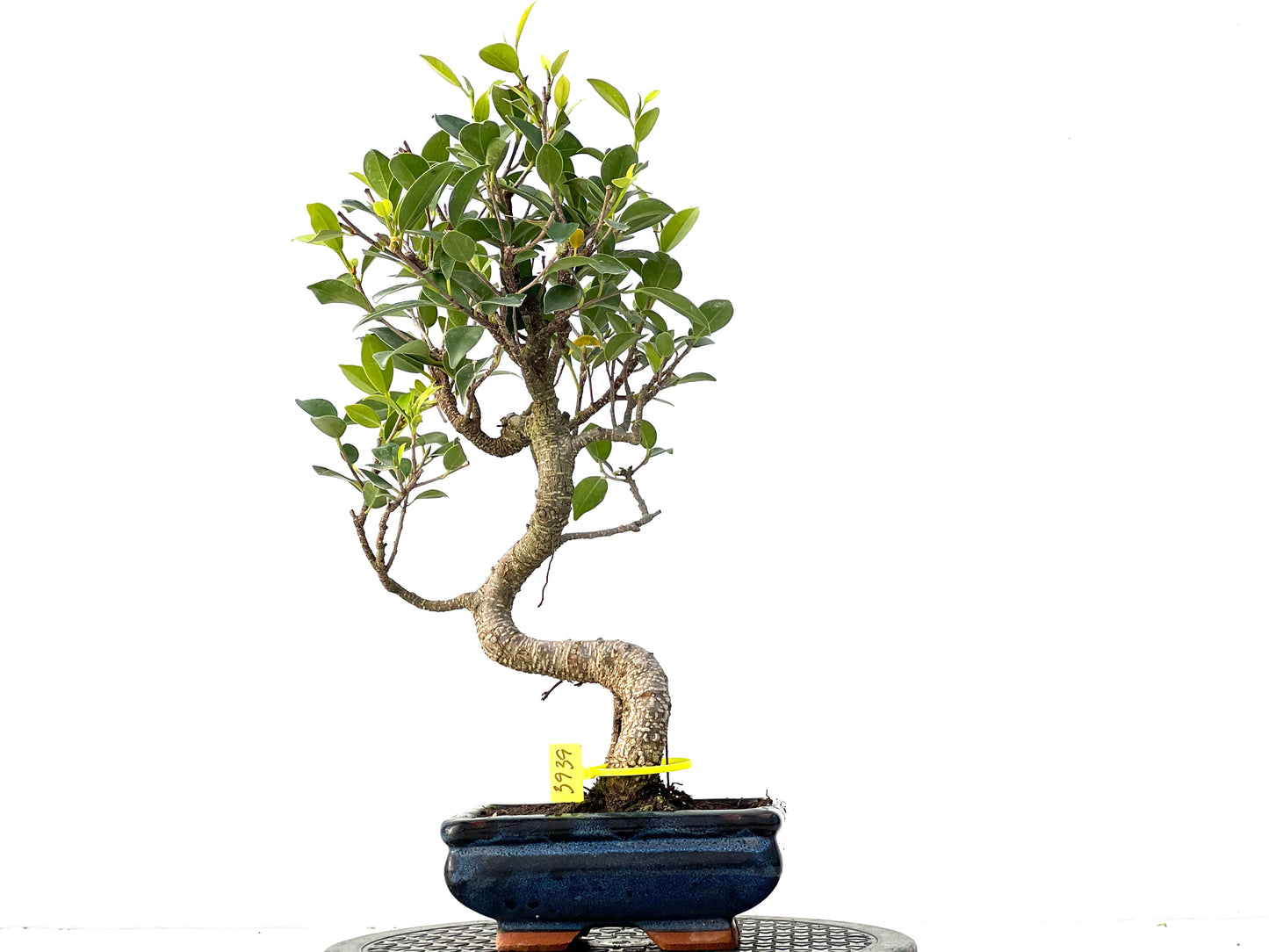 Ficus Tiger Bark 3939