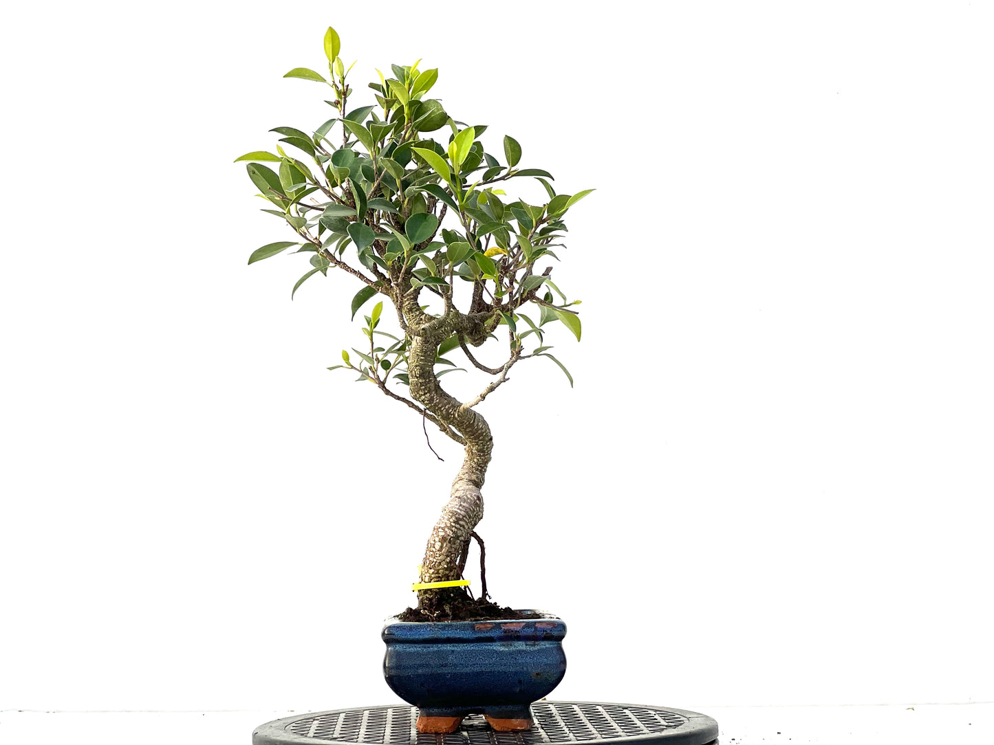 Ficus Tiger Bark 3939