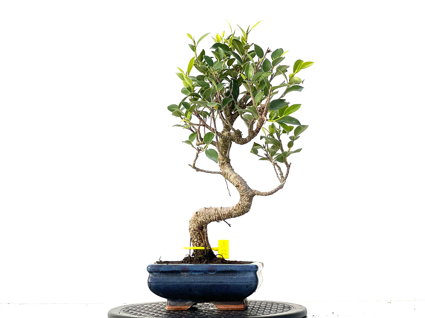Ficus Tiger Bark 3939