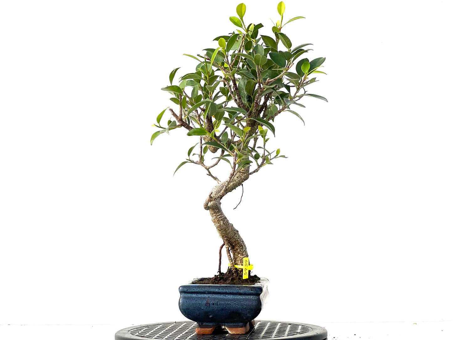 Ficus Tiger Bark 3939
