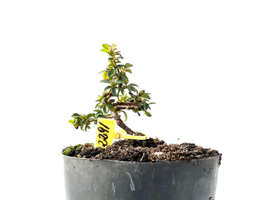 Cotoneaster Horizontalis 2291
