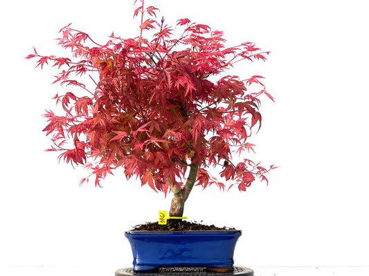 Acer Palmatum Deshojo 3941