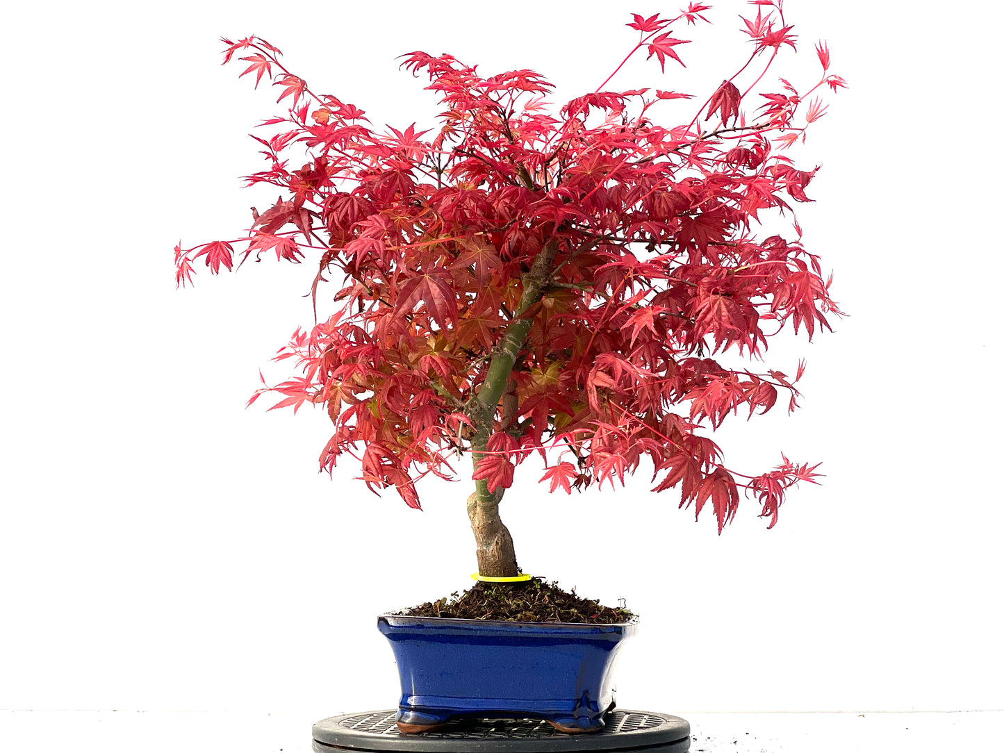Acer Palmatum Deshojo 3941