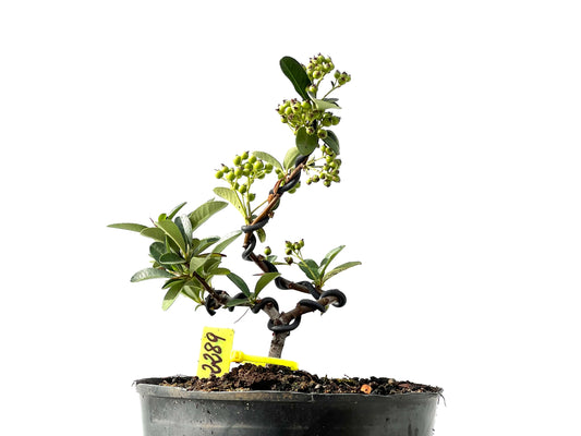 Pyracantha 2289