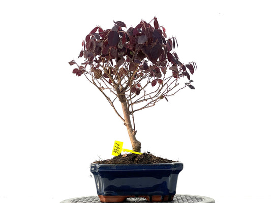 Loropetalum 3942