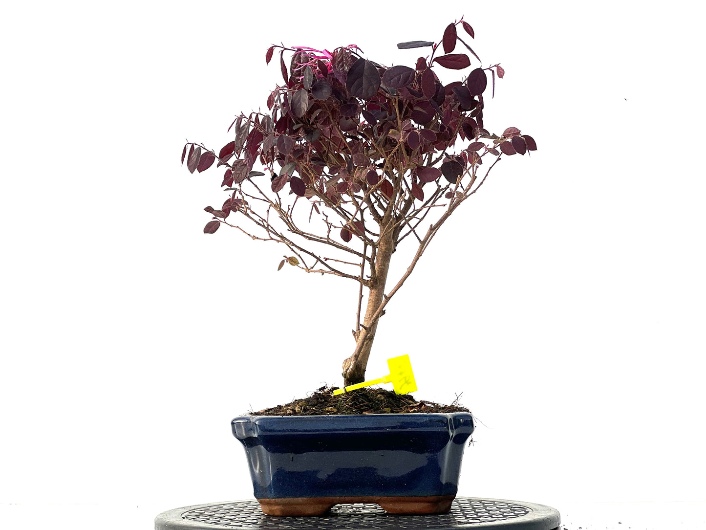 Loropetalum 3942