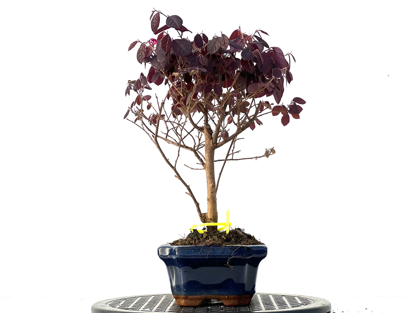 Loropetalum 3942