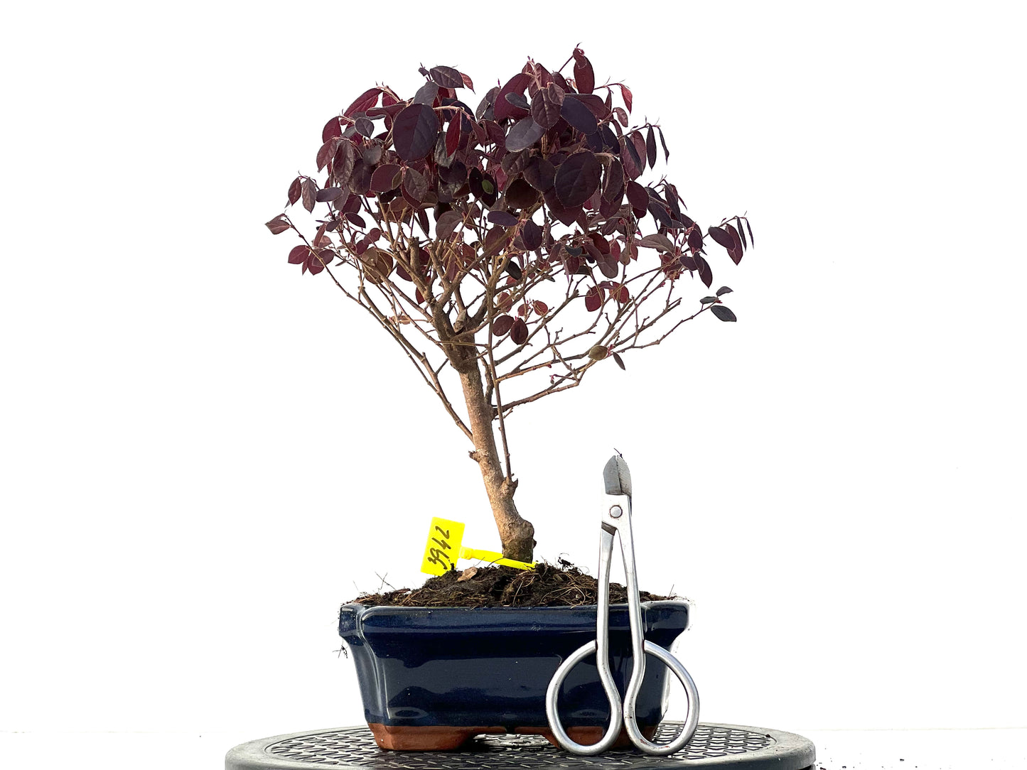 Loropetalum 3942