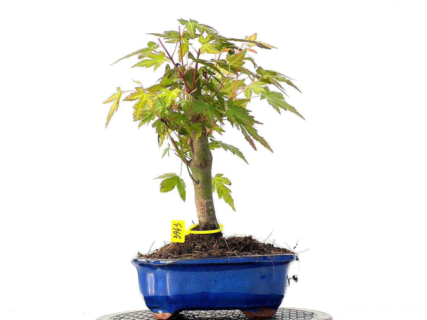 Acer Palmatum 3943