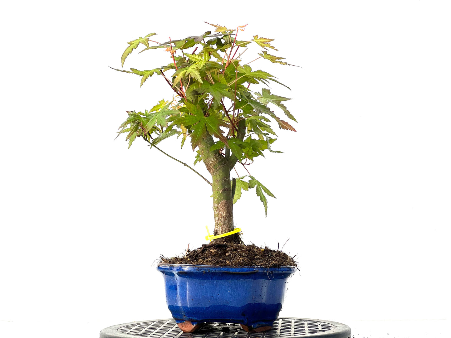 Acer Palmatum 3943