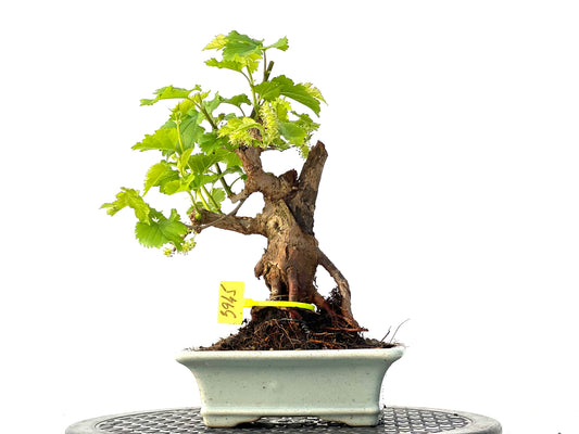 Morus Alba 3945