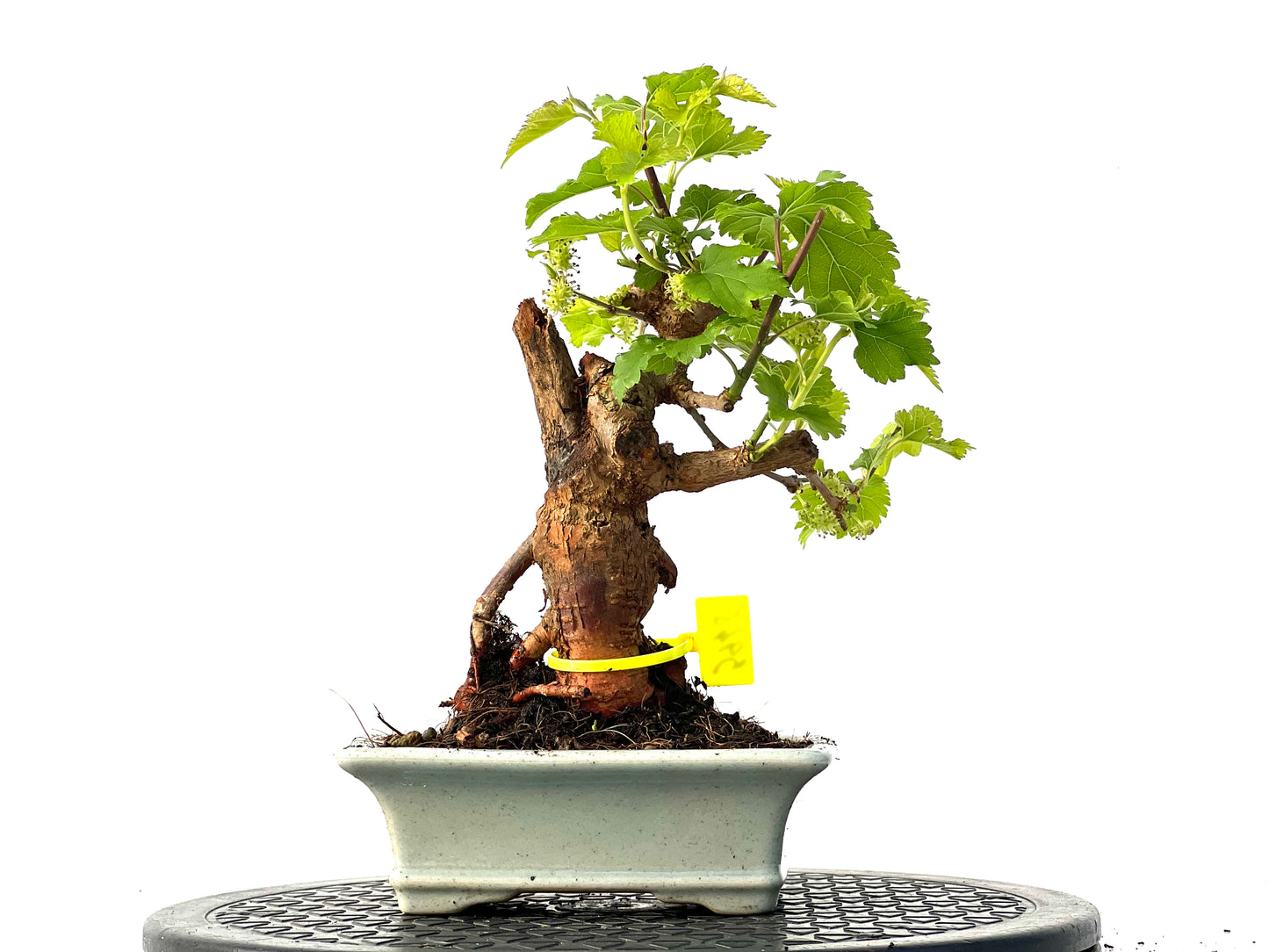 Morus Alba 3945