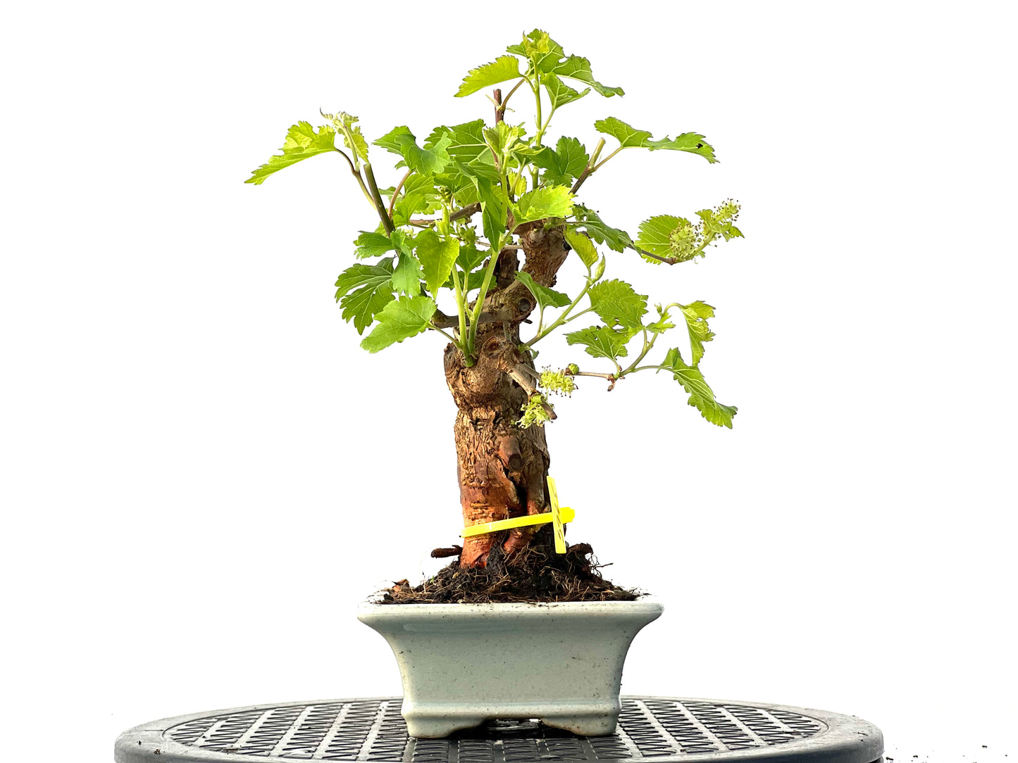 Morus Alba 3945