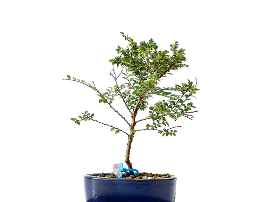 Ulmus Hokkaido 2299