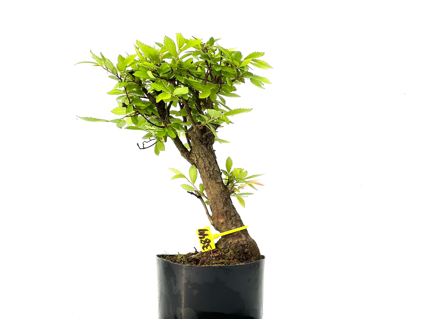 Olmo Nire Keyaki 3849