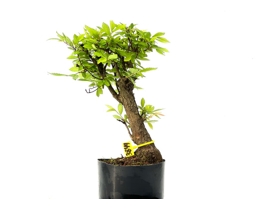 Olmo Nire Keyaki 3849