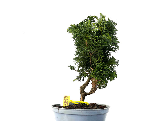 Chamaecyparis Obtusa Nana 3854